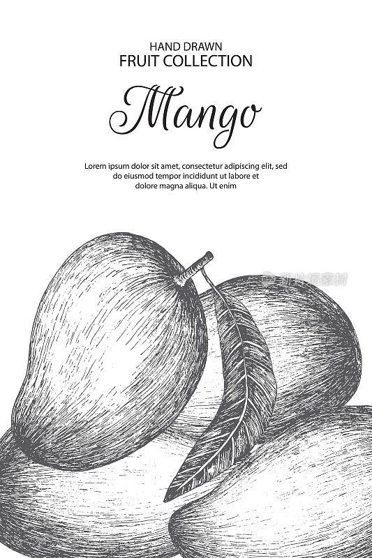 Decorative background with mango.